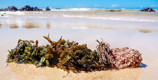 Vega One™ Nutritional Shake: Calcium from Organic Marine Algae Calcium